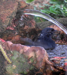 Melaenornis pammelaina ater