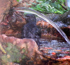 Melaenornis pammelaina ater
