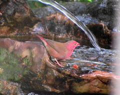 Lagonosticta senegala rendalli
