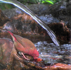 Lagonosticta senegala rendalli