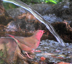 Lagonosticta senegala rendalli