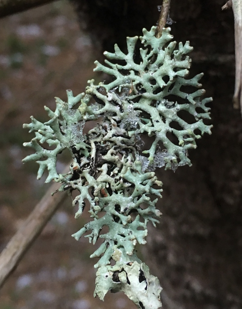 Powder-headed Tube Lichen