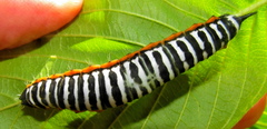 Pseudaphelia apollinaris