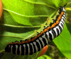 Pseudaphelia apollinaris