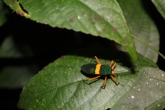Paryphes