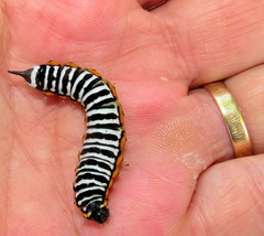 Pseudaphelia apollinaris