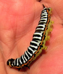 Pseudaphelia apollinaris