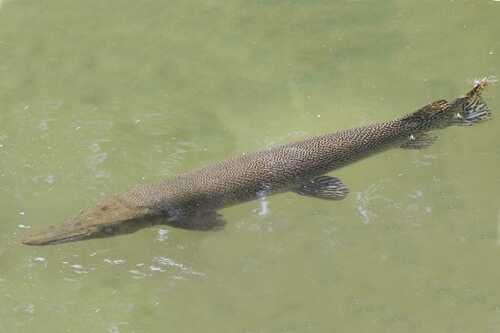 Alligator Gar