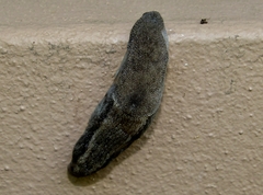 Urocyclus kirkii