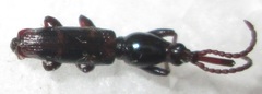 Brentinae