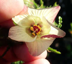Hibiscus richardsonii
