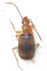 Brachininae