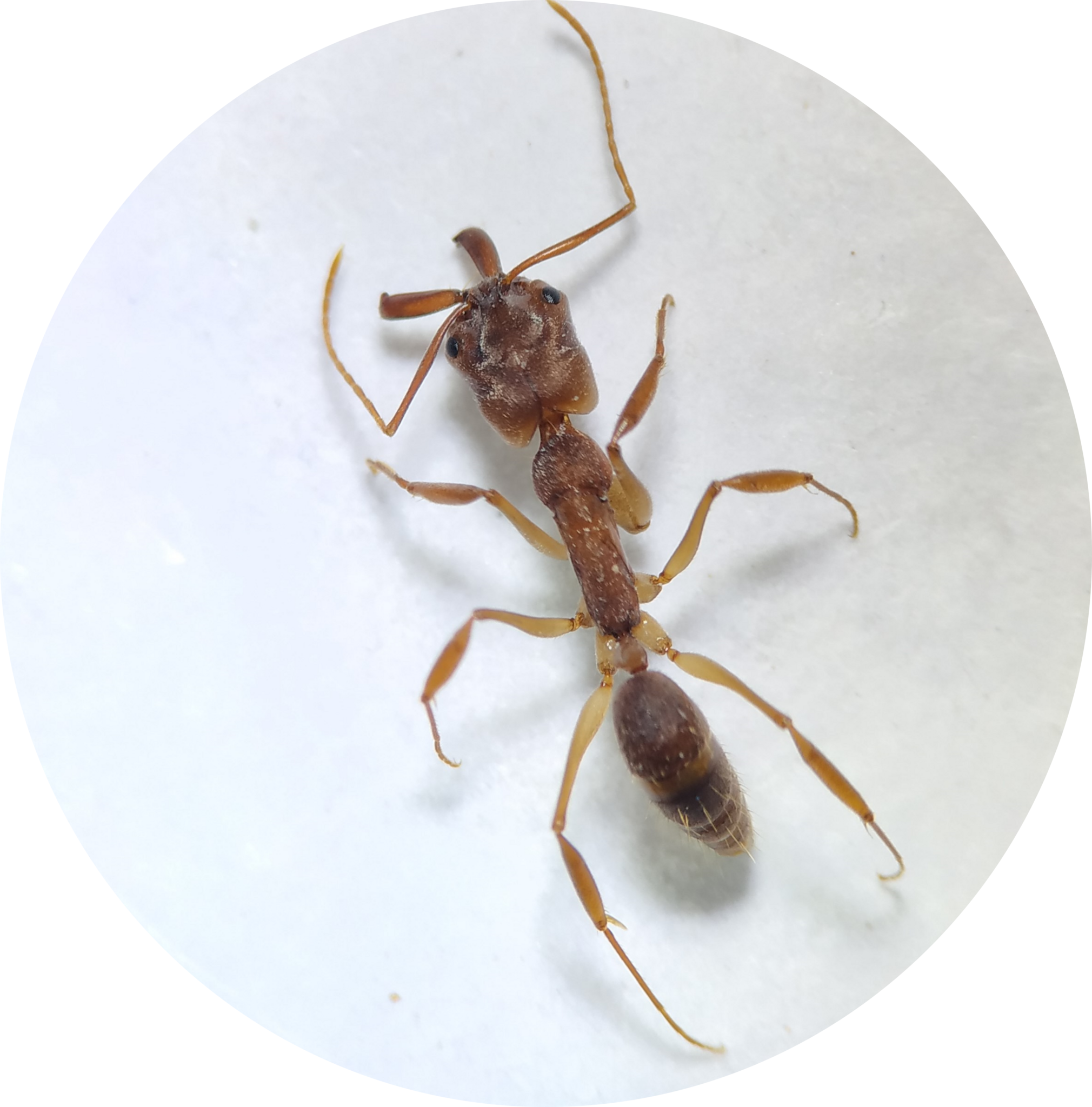 Odontomachus meinerti