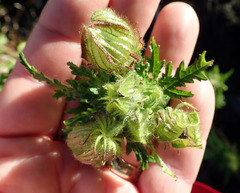 Hibiscus richardsonii