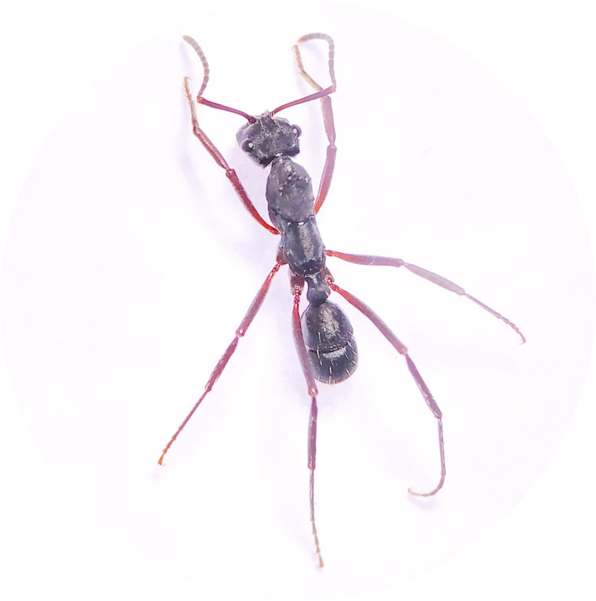 Ectatomma lugens