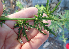 Hibiscus richardsonii