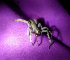 Phoneutria boliviensis