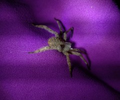 Phoneutria boliviensis