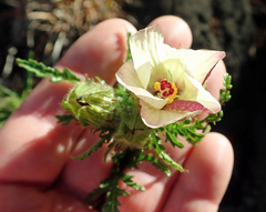 Hibiscus richardsonii