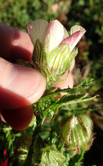Hibiscus richardsonii