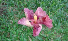 Thespesia grandiflora