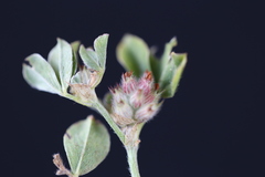 Trifolium striatum