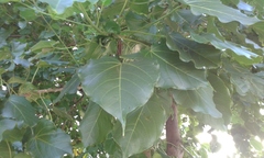 Thespesia grandiflora