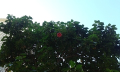 Thespesia grandiflora