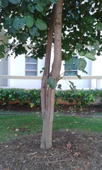 Thespesia grandiflora