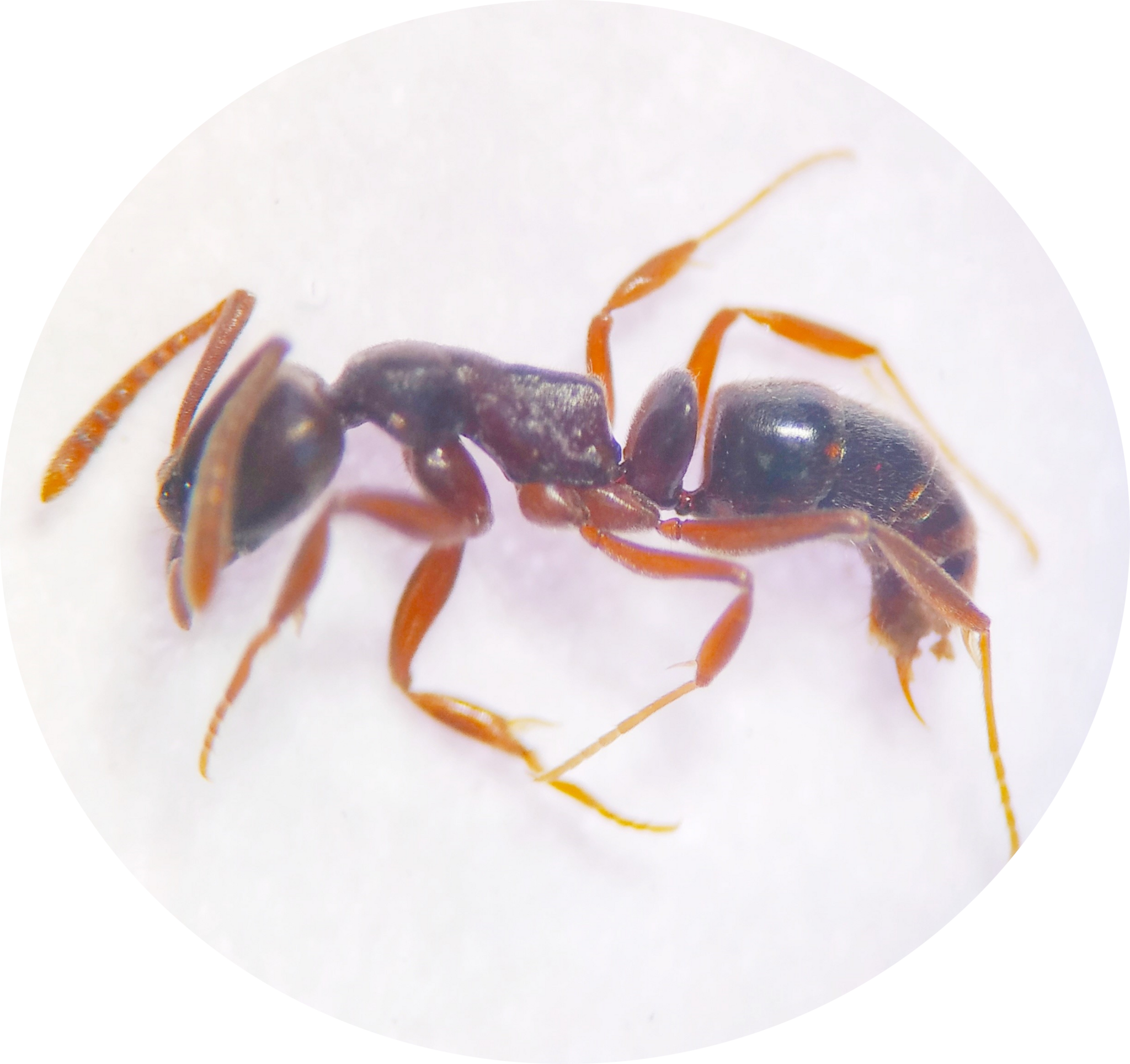 Hypoponera distinguenda