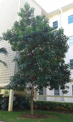 Thespesia grandiflora