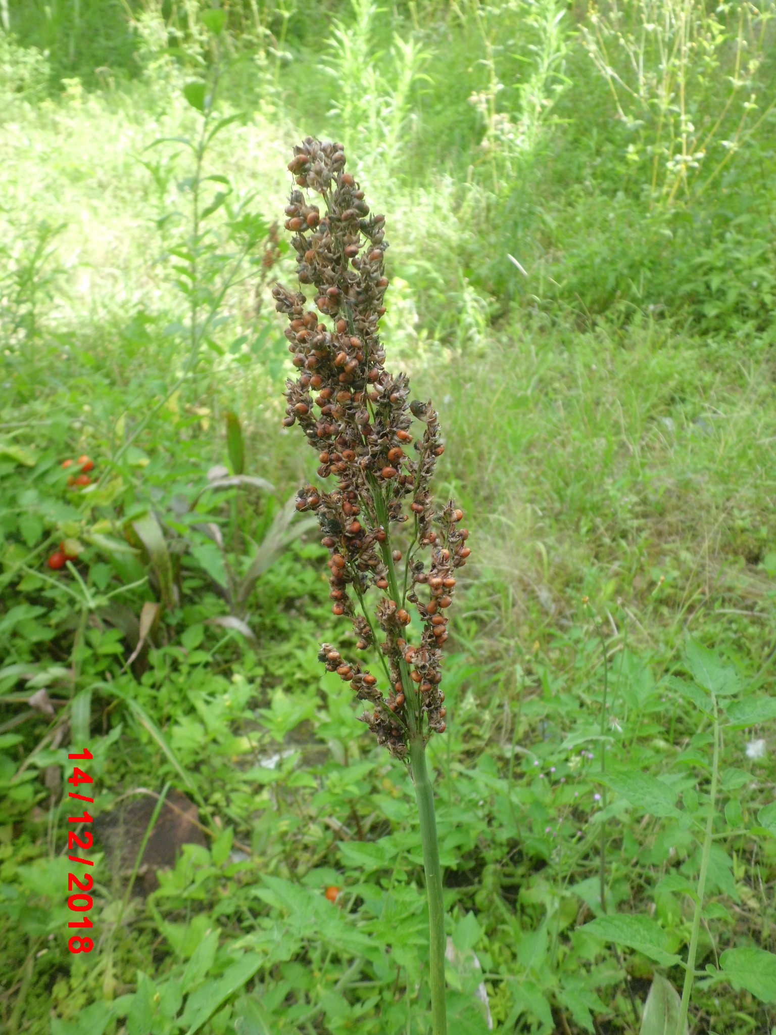 Sorghum bicolor