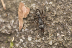 Rhytidoponera victoriae