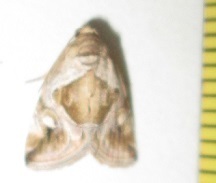 Deltote johnjoannoui