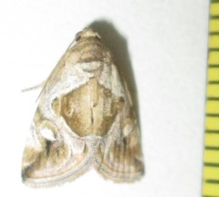 Deltote johnjoannoui