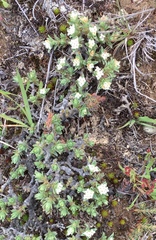 Pimelea oreophila lepta