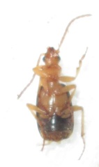 Brachininae