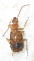 Brachininae