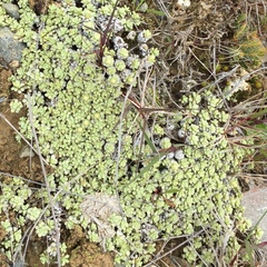 Raoulia parkii