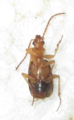 Brachininae