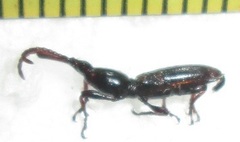 Brentinae