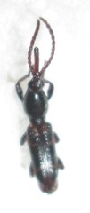 Brentinae