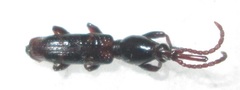 Brentinae