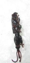 Brentinae