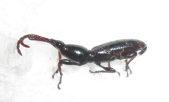 Brentinae