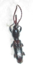 Brentinae