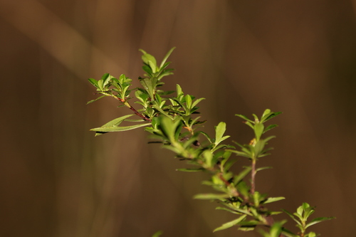 Image of Hibbertia diffusa by (c) Greg Tasney, some rights reserved (CC BY-SA)