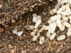 Nylanderia glabrior
