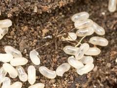 Nylanderia glabrior