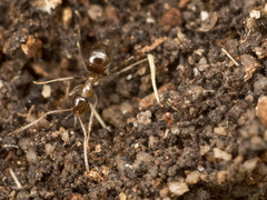 Nylanderia glabrior